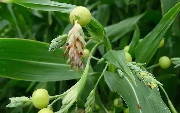 草菩提：最便宜的文玩，包浆后美的像无价之宝 文玩天下 第1张