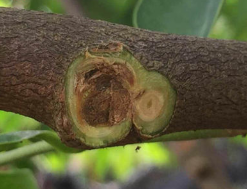 绿奇楠沉香种植要求 绿奇楠沉香适合哪里种植