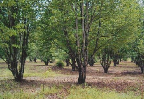 奇楠沉香树适合哪些地方种 奇楠沉香北方能种植吗