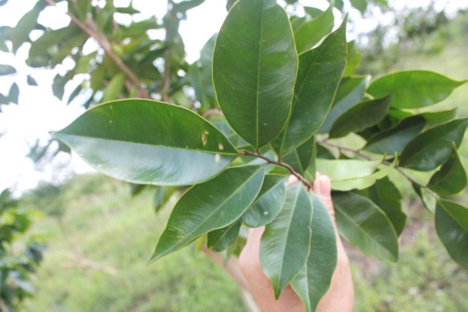 沉香叶茶的功效   沉香叶茶的作用